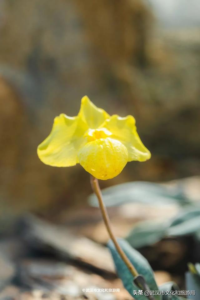 万株兰花盛放，2026赏花季，来了！