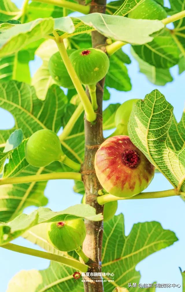秋天的第一口甜,何必远方?临夏市大庄村的“养颜果”甜到心坎里~