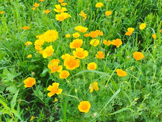 花正浓 景正盛！牙克石市绚丽花海盛装迎客