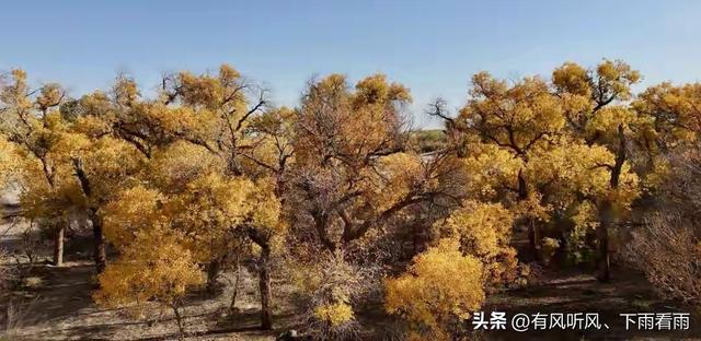 额济纳胡杨：为何枯木、遗址与烟火，反倒成了最动人的风景？