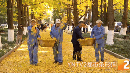 “金毯”已铺！云大这条网红大道的浪漫，藏着一份宠爱