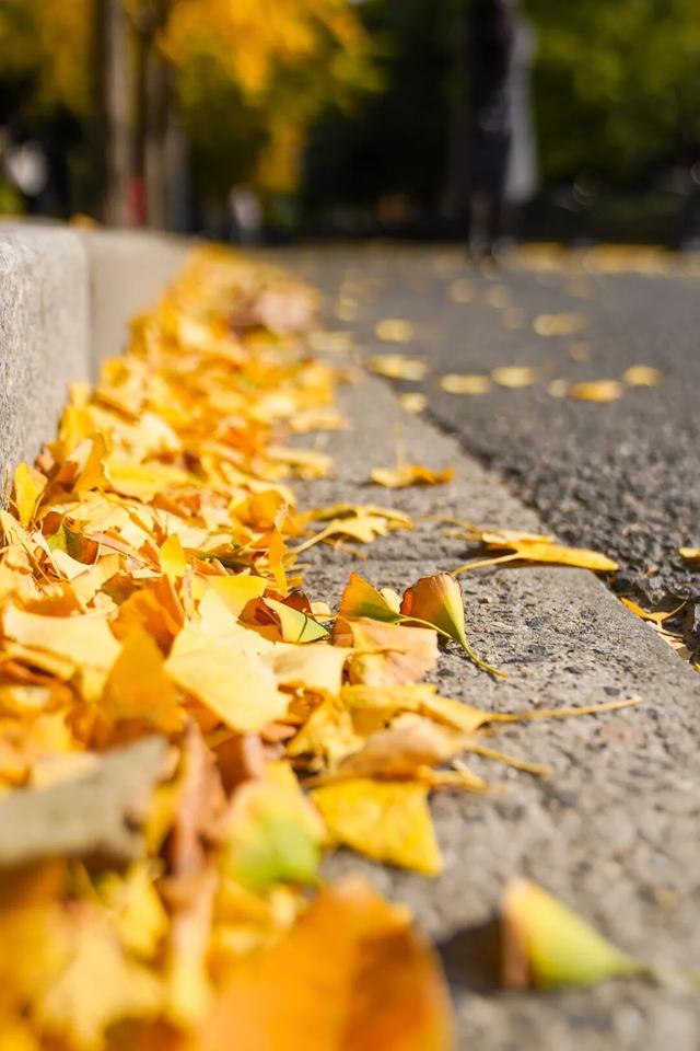 探徐汇｜赴一场落叶之约！徐汇街头美成童话