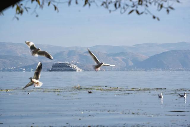在大理，这个落叶像雪的季节