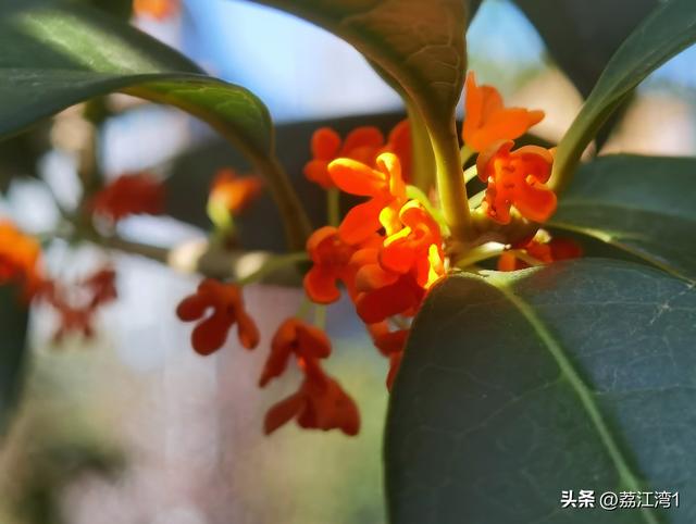 桂香漫城：桂林的秋日私语