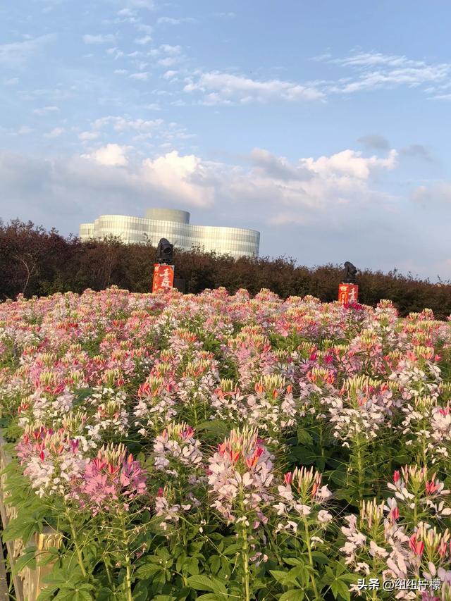刚从内蒙古回来，在鄂尔多斯玩了多个景点，想说的话有很多