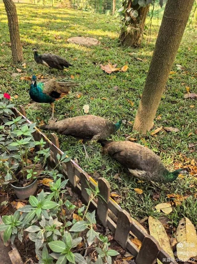 被世界推荐的旅游圣地~西双版纳之行随想