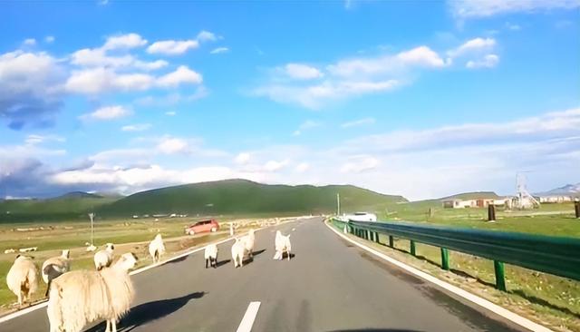 车在路上行，人在景中走——祁连山9号公路旅行记 第三站：野牛沟