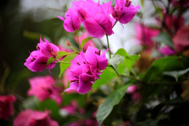 《玉兰王国》之捕鱼记