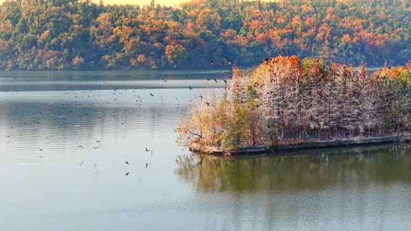 沙漠踏雪，只在武汉，最佳观赏期到了！