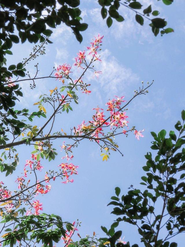 厦大，粉了🌸！粉了😍！