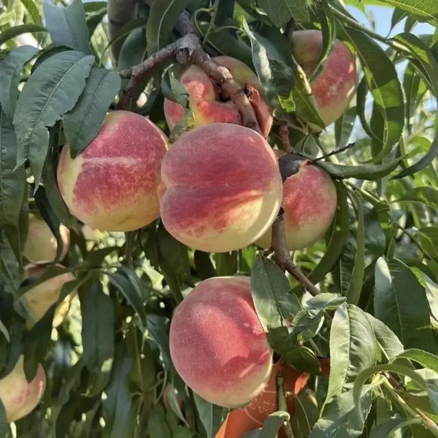 许昌周末漫游 | 把秋天装进篮子里：这份秋季采摘全攻略请收好！