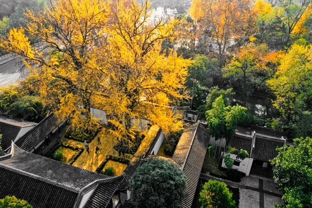 江苏深秋封神路线！红叶燃山野，银杏铺禅径，13城秋韵一次锁死