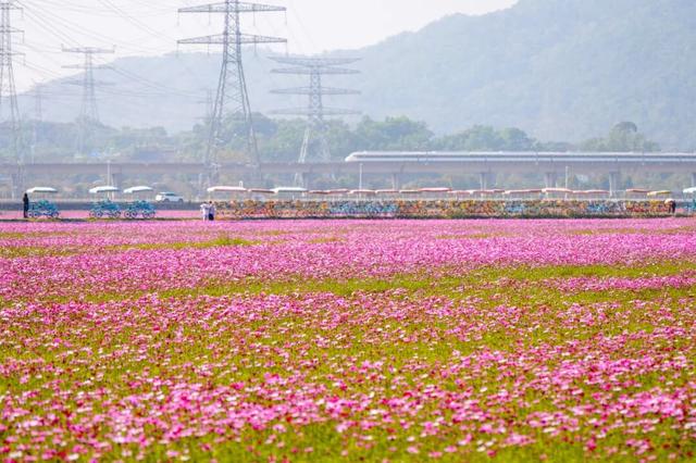 中山这片粉色花海，开了！