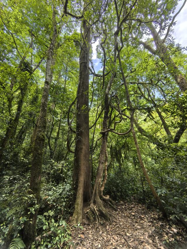 带小朋友去贵州茂兰，连环探洞加漏斗原始森林徒步二日游全攻略！