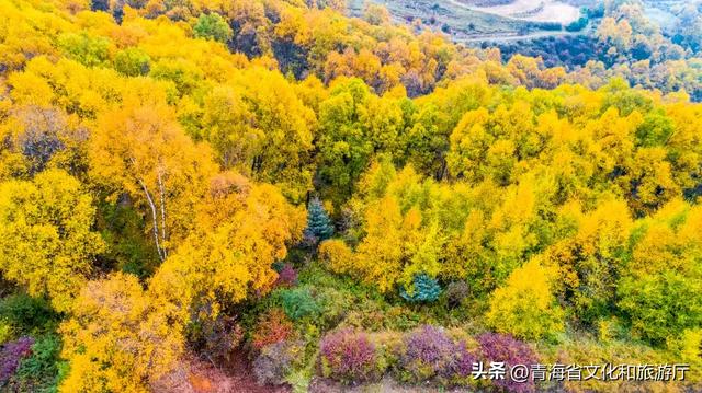 【秋日青海】假期邂逅乡趣卡阳，在云雾与秋色中共舞
