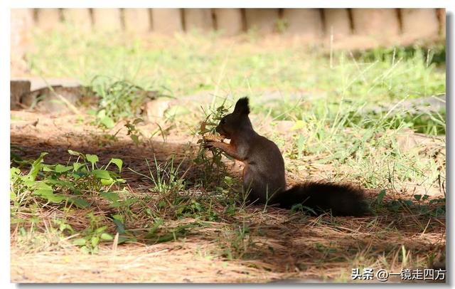 沈阳东陵郊野公园“精灵”出没