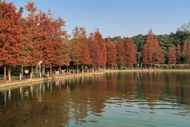 南宁秋日限定美景！红叶、银杏禅意悠，宝藏路线承包你的秋日浪漫
