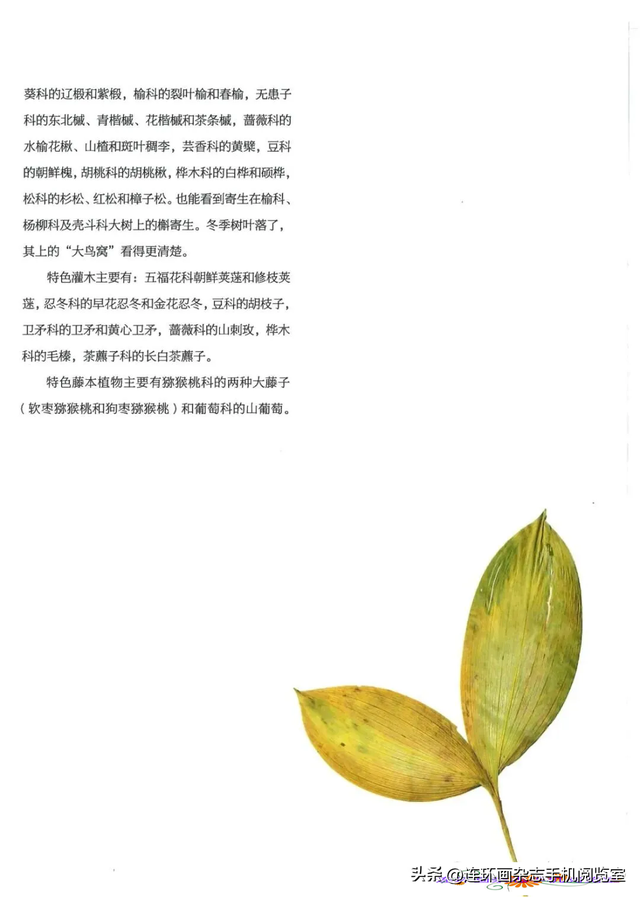 《青山草木》页选03