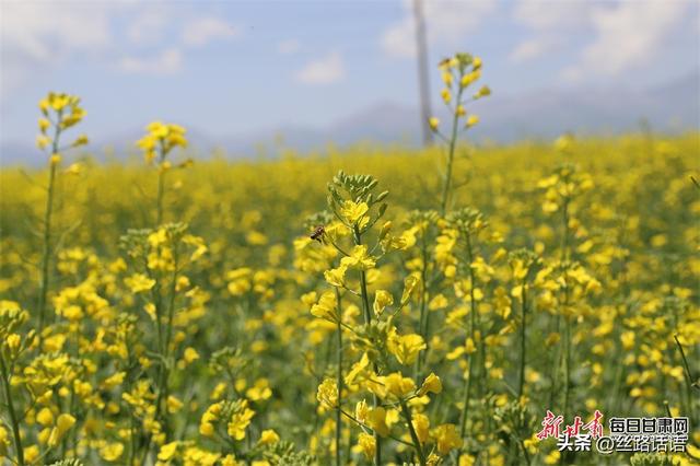 【镜观陇原】祁连山下铺金色 山丹马场处处景