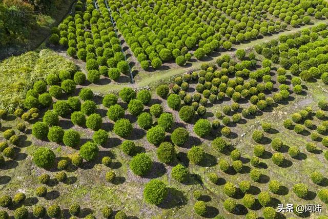 大理三塔前有片农场栽满树球，是这个秋天最无名的去处，风景很美