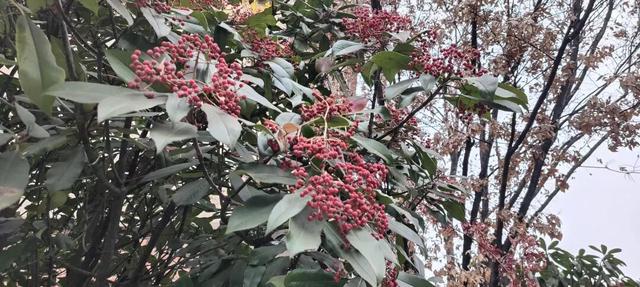 红果累累！森林公园石楠果红了，满树红果笑寒风！