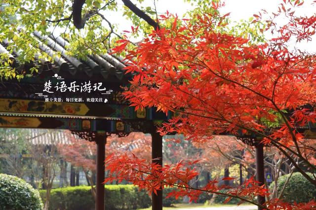 浙江宁波这处风景果然没让人失望，园林风情意境清幽，红枫更优美