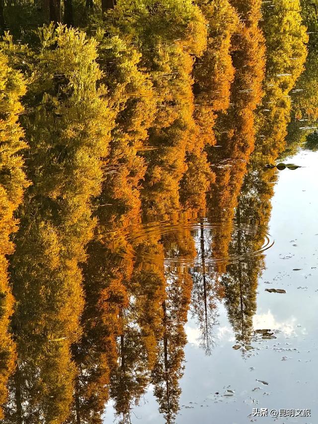 初冬氛围感出片计划,走起!昆明这份打卡攻略速速收藏→