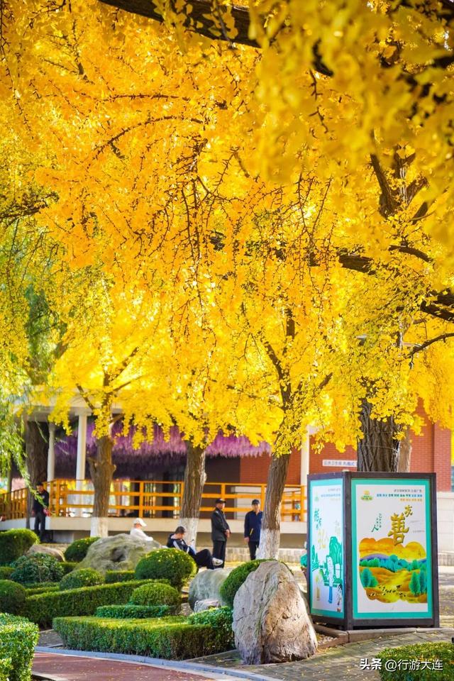 抓住这场金色盛宴！银杏“出片季”正式开启！