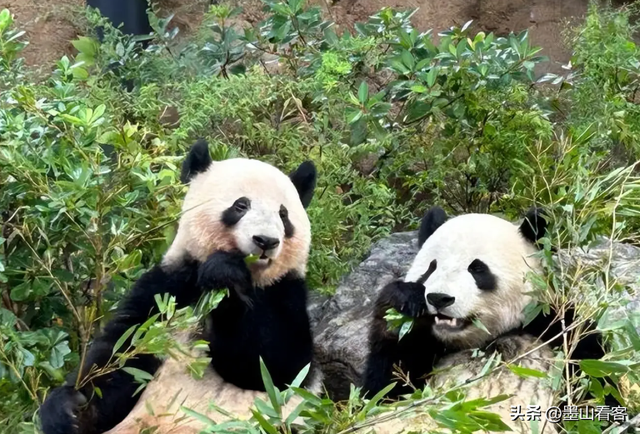 中日在安理会激烈交锋，日本代表不许中方还口，还对联合国提要求