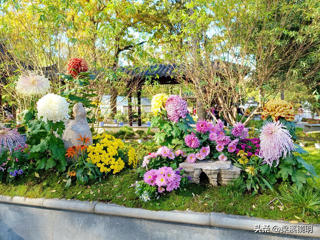 “中山秋韵，菊映盛世”，赏菊南京中山植物园（下）