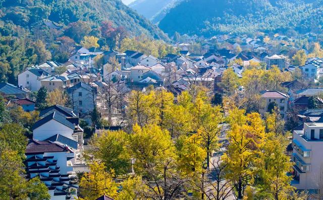 浙江:千年“银杏皇后”在长兴