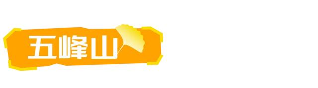 山东:时至初冬,银杏正当时