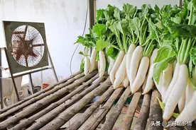 白萝卜、青萝卜什么时候种植？这个时候最合适，时间紧要牢牢把握图片