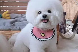 这6种“小型犬”，买时看不上，却越养越香图片