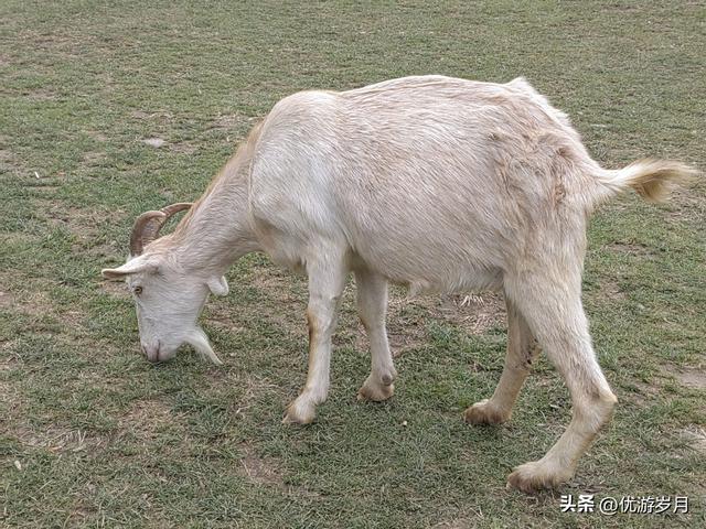 秦岭狮子沟牧场&牛奶湖