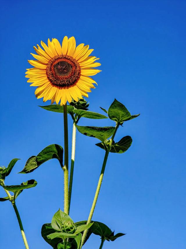 奥森赏葵花