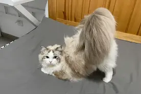 原来这么多人的猫都是赎回来的，猫咖进修过的果然不一样！图片