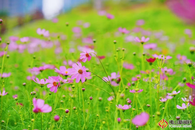 美爆了！佛山秋日花海上新！