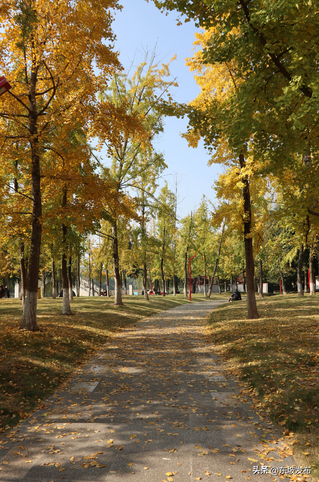 东坡银杏已“上分” ！快来拍