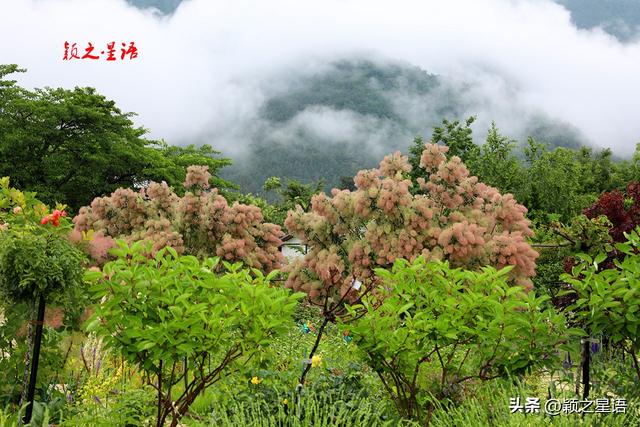 富士山下河口湖，中国商人入籍日本之梦破碎
