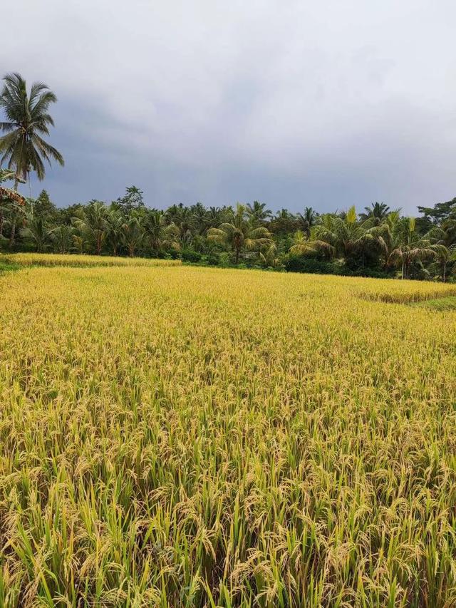 来去如风，骑着摩托穿越印尼爪哇岛乡村
