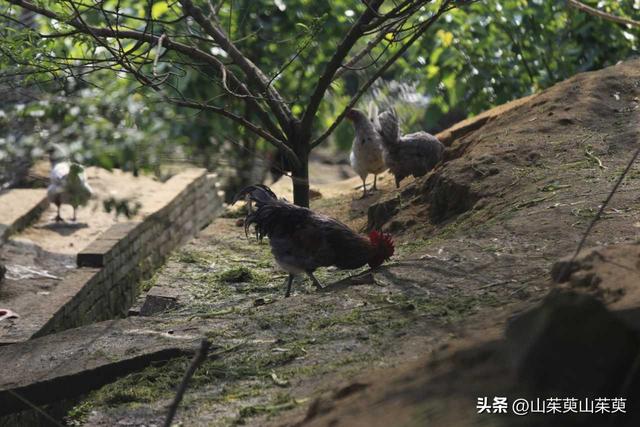 2023年春重庆探亲游（上篇）