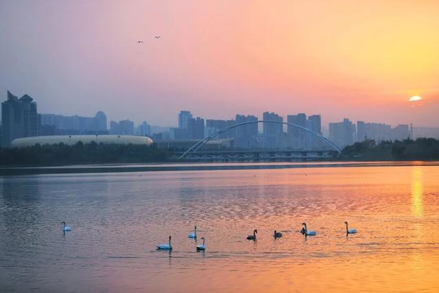 河南三门峡：天鹅湖晨曲