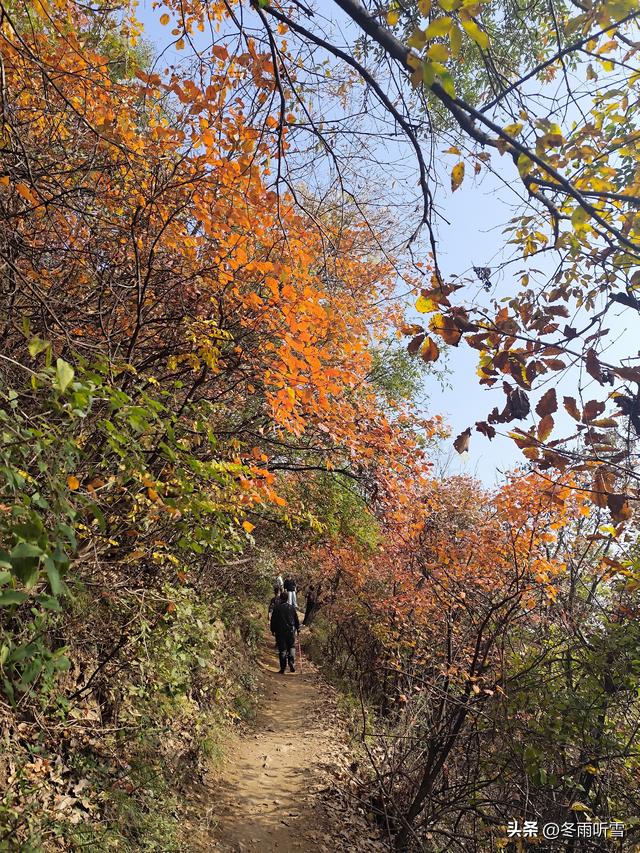 又见山山红叶飞