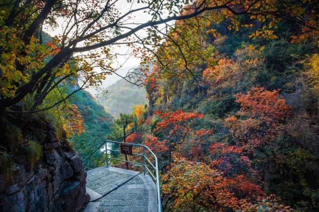 来淄博“捡秋”！海岱楼、周村大街…全被捡出来了→