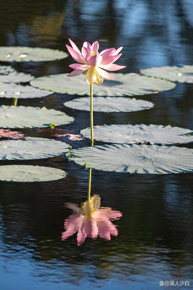 赴一场金湖塔集的夏日之约，邂逅万亩荷花海