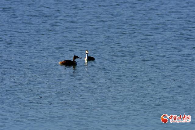 陇拍客丨临泽秋日：双泉湖与流沙河的灵动画卷