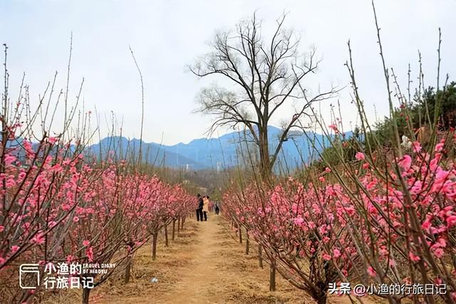 花期提前，秦岭第一波盛大花海已上线！这趟赏梅之旅，可以安排了