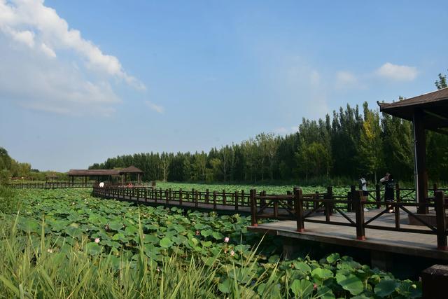 山东泰安东平稻屯洼湿地公园的荷花仙子