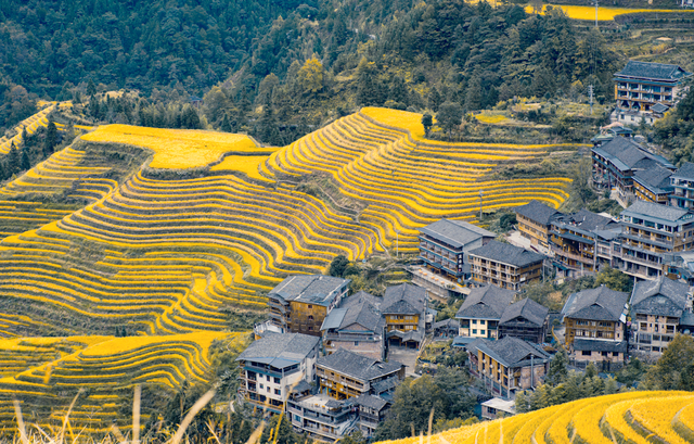 广西桂林的金秋，我在梯田里看见了大地的指纹